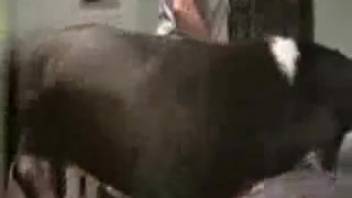 Alluring beast enthusiast being hammered on hands and knees