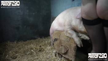 Fair-haired woman in dark undergarments screws a hog inside a barn