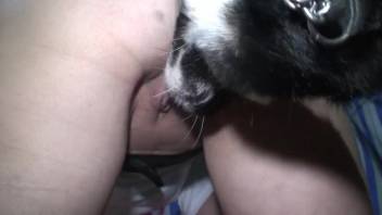 Periwig-adorned babe gets pounded on hands and knees by a canine