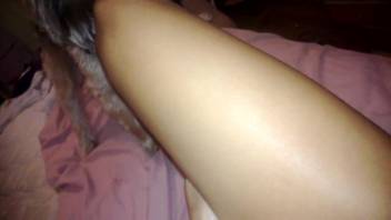 Canine reveals its dick during intercourse with its owner's feet