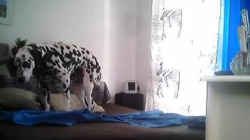 Dalmatian doggo is filmed while he is in the bedroom