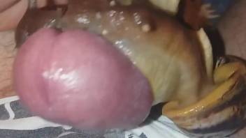 Uncut cock gets covered in hot goo from snails