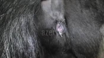 Guy punishing a mare's soaked cunt in a hot zoo vid