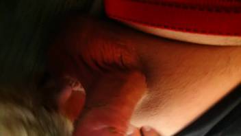 Guy with a tiny cock relishes POV blowjob from a dog