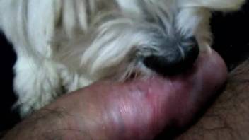 Guy's bushy dick being slurped by an adorable pup