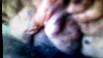 Ultra-close view of bestial anal intercourse with animals