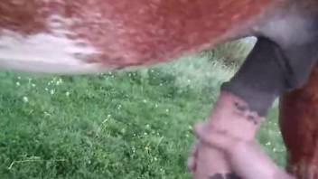 Dude jerking a stallion's cock in an outdoor video