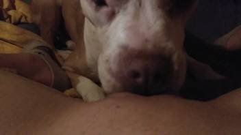 First-person view oral sex on woman clip starring a watchful canine