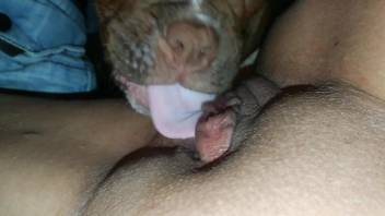 Sexy dog buries its face in between those pussy folds