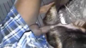 Beastiality lover brutally screwing a bitch's cunt wildly