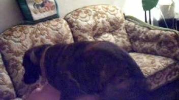 Horny bestiality-loving chick gets fucked doggy-style by a canine