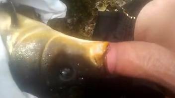 Dude fucks a dead fish's mouth in a bestiality video