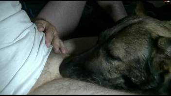 Guy's stiff dick being tongued by a naughty beast
