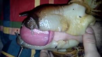 Guy banging two snails simultaneously in a steamy adult video