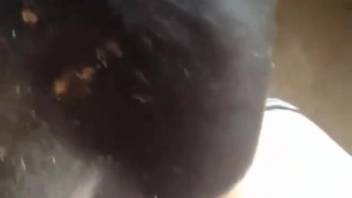 Bushy dick pounding a tasty beast cunt in point-of-view