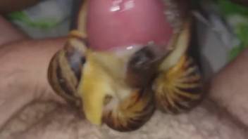 Guy's gorgeous uncircumcised dick is satisfied by snails