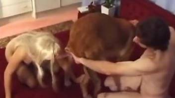 Luxurious blonde getting fucked by her lover's dog