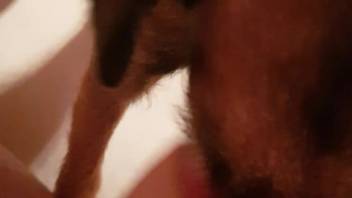 Guy shoots loads of cum after getting head from his dog