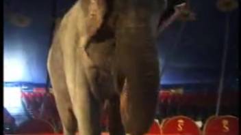 Elephant exploits woman's vagina for bestial sexual thrills
