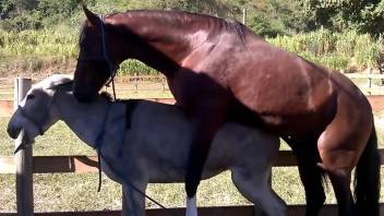 Big-dicked stallion fucking a mare's pussy from behind