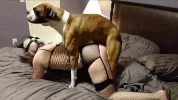 Mesh bodysuit babe getting fucked violently by a dog
