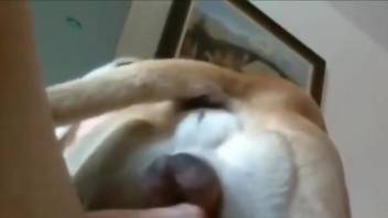 Brown dog licking pussy before fucking it hard