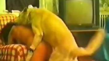 Vintage zoo fuck video with a dark-haired mommy