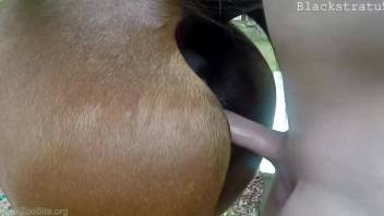 Dude with a hard cock fucking a very sexy mare