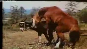 Chestnut stallion with elongated flesh rod penetrates mule in the open air