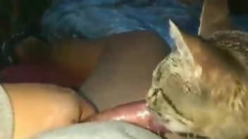 Cute kitty sucking on that dick in a hot video