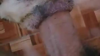 Guy's bushy dick stretching open a beast's steamy pussy
