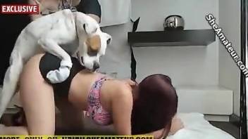 White dog fucking a redheaded zoophile hottie