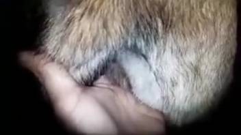 Guy banging a sexy snatch in a complimentary animal porn clip