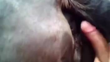 Guy with a massive dick chooses to ejaculate all over a mare's vagina