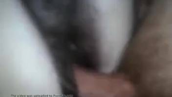 Guy thrusts his stiff dick far into a female horse's vagina