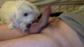 Dude with a nice cock gets licked by a cute small dog