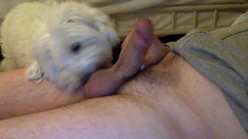 Guy with an impressive dick receives a licking from an adorable little puppy