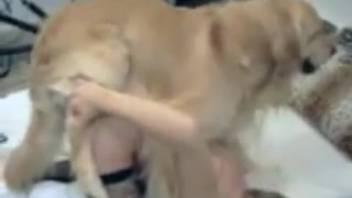 Dog rapidly pounds a slender woman in dark stockings