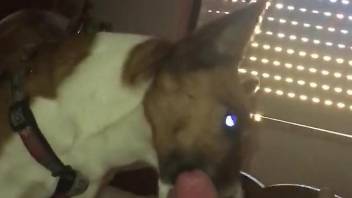 Big dick licked by a submissive dog with a cute face