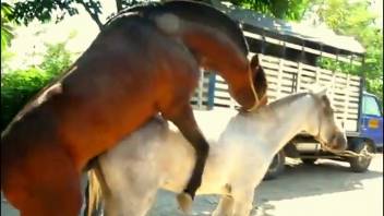 Pale filly being pounded by a well-endowed chestnut stud