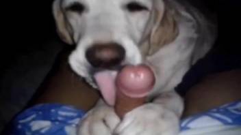POV handjob and blowjob video with a sexy dog