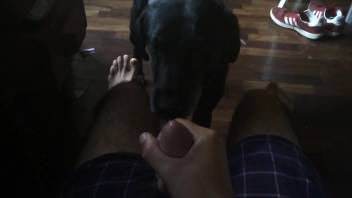 Guy masturbates his dick right in front of a puppy's adorable face