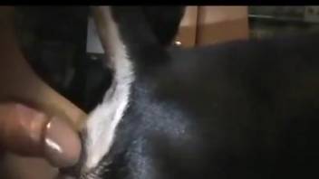 Dude sticks his hard cock in the dog's tight pussy