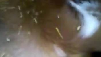 Man deep penetrates furry animal in rough closeup XXX