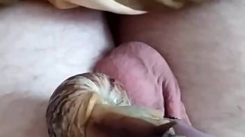 Guy screwing a pair of snails in a bizarre animal sex clip