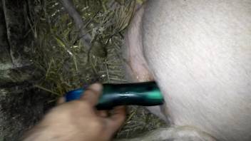 Guy inserts fake dick into sow's hot pussy