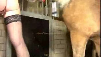 Tattooed vagina of a sexy bestiality lover pounded by magnificent horse