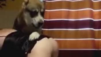 Filthy whore wearing a hot skirt gets banged by a canine