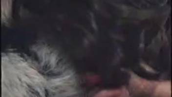 Playful pup intensifies the ecstasy for the hot moms who are into bestiality.