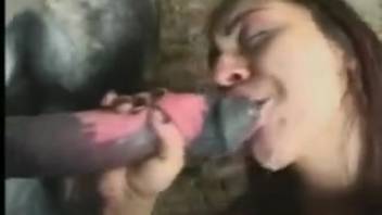 Exceptional bestiality video collection featuring canines and livestock
